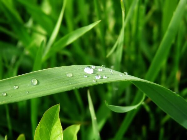 Green Grass Print